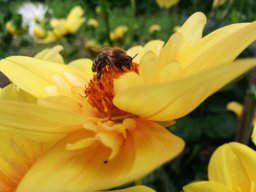 Bienen und Blumen